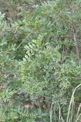 Hippobromus pauciflorus