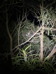 Pseudocheirus peregrinus