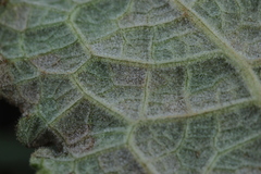 Ramularia variabilis