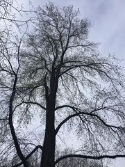 Acer platanoides