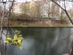 Acer platanoides