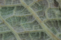 Ramularia variabilis