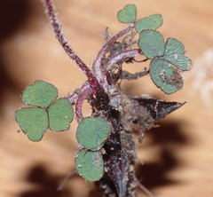 Oxalis imbricata