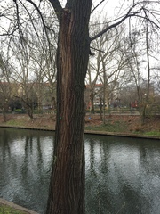Acer platanoides