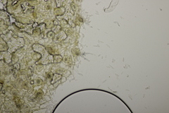 Ramularia variabilis