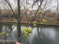 Acer platanoides