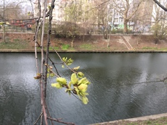 Acer platanoides