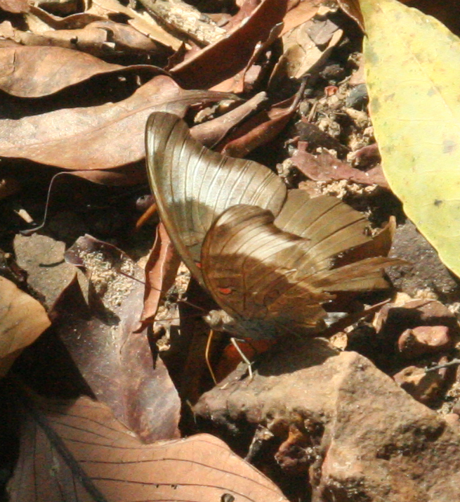 Euthalia evelina