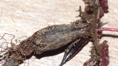 Oxalis imbricata