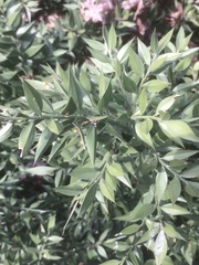Ruscus