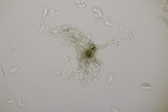Ramularia variabilis