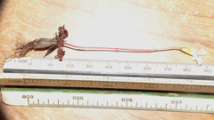 Oxalis imbricata