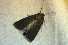Nonagria typhae
