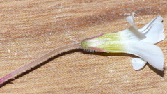 Oxalis imbricata