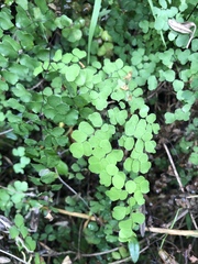 Adiantum aethiopicum