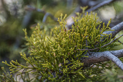 Arceuthobium oxycedri