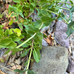 (c) Laura Gaudette, some rights reserved (CC BY) Penstemon pseudospectabilis, photograph (c) Laura Gaudette, some rights reserved (CC BY)