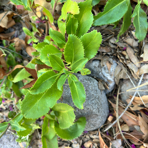 Penstemon pseudospectabilis, photograph 6