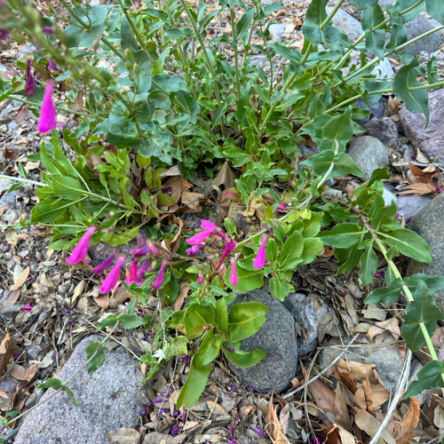 Penstemon pseudospectabilis, photograph 4