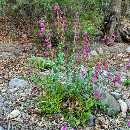 Penstemon pseudospectabilis, photograph 3