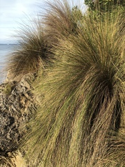 Austrostipa stipoides