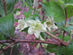 Weigela subsessilis