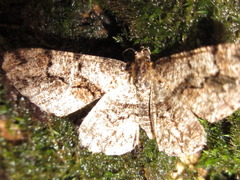 Satoblephara parvularia