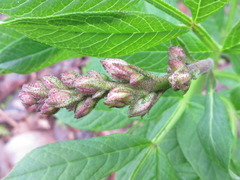 Dictamnus dasycarpus