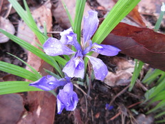 Iris rossii