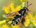 Stratiomys badia