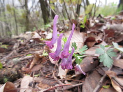 Corydalis turtschaninovii