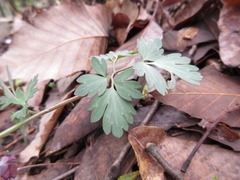 Corydalis turtschaninovii