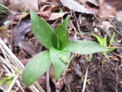 Lilium tsingtauense