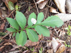 Serratula coronata insularis
