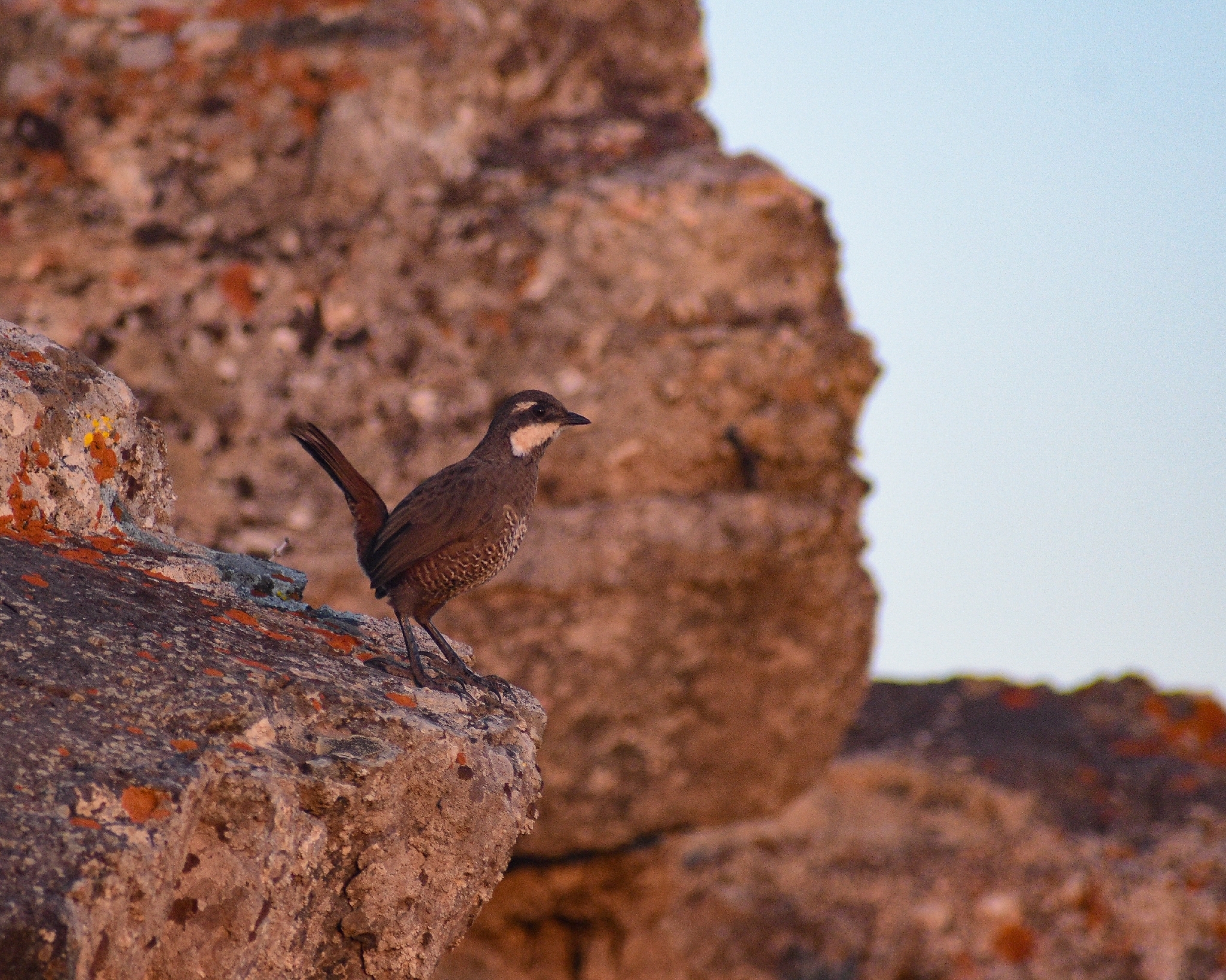 Moustached Turca (Pteroptochos megapodius), photo 2
