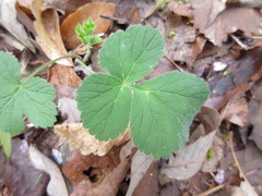 Heracleum moellendorffii