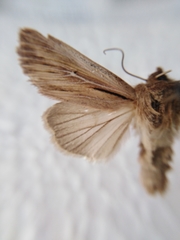 Leucania comma
