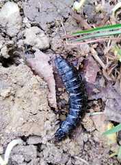 Carabina