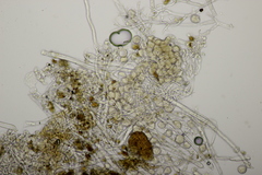 Peronospora lamii