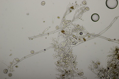 Peronospora lamii