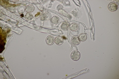 Peronospora lamii