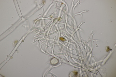 Peronospora lamii