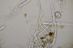 Peronospora lamii