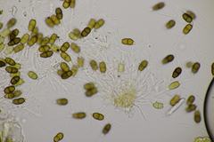 Truncatella conorum-piceae