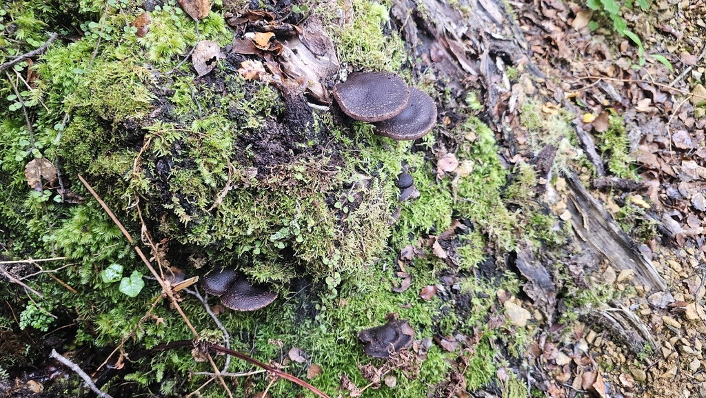 Lentinula novae-zelandiae