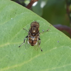 Eristalodes