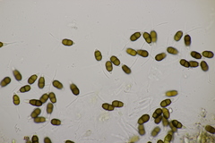 Truncatella conorum-piceae