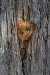 Pyrofomes demidoffii