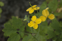 Chelidonium asiaticum