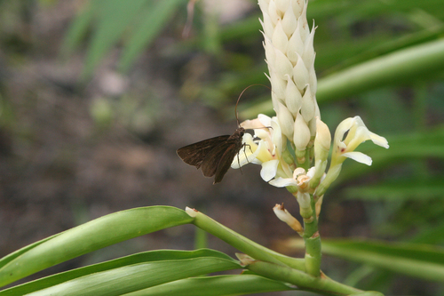 Alpinia oxymitra (Alpinia oxymitra)